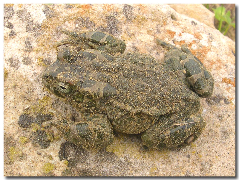 Bufotes siculus fotografato ieri a Gela (CL)